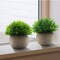 Mini Sage Green Potted Boxwood Topiary Artificial Plants for Home Decor Indoor, Farmhouse House Plant Office Small Desk Shelf Apartment Coffee Bar Bathroom Decor Guest Room, Small Fake Plant